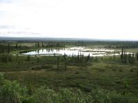 Ponds along the Denali Highway